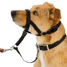 Holt 2025 head collar